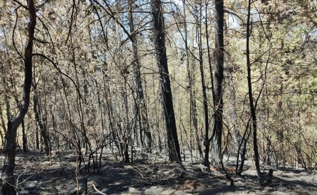 Kızılçam ormanında yürek yakan görüntü