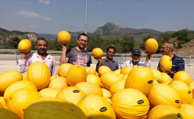 Osmaneli tarımda yaptığı yatırımlarının sonucunu alıyor