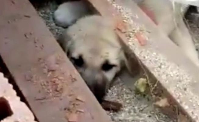 Tuğla yığını arasına sıkışan köpek yavrusu 2 saatte kutarıldı