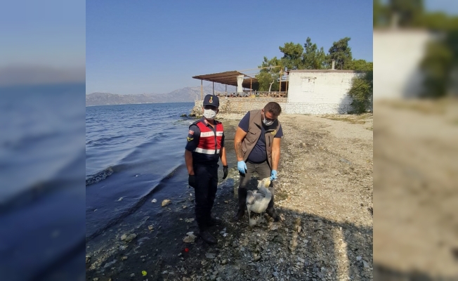 Yorgun pelikan korumaya alındı