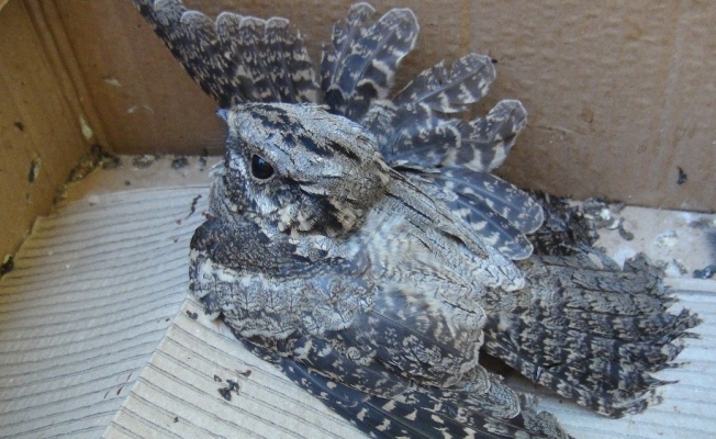 Aracın camına çarpan kamuflaj ustası çobanaldatan kuşu yaralandı