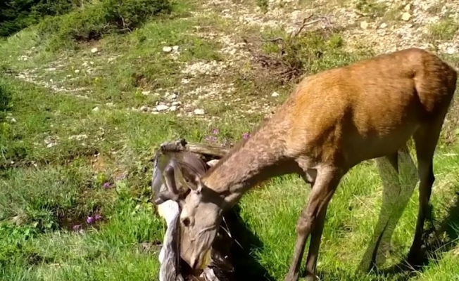 Foto kopanlar Alageyik ve Kızıl Geyikleri görüntüledi