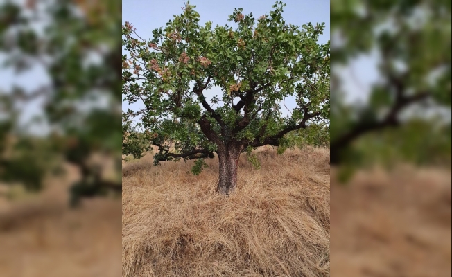 KBÜ Antepfıstığının doku kültürünü ve çoğaltımını sağlayacak