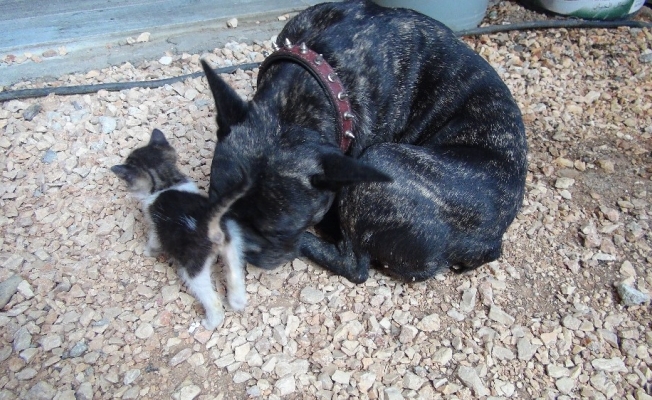 Köpek yavru kediyi emzirip, ona annelik yapıyor