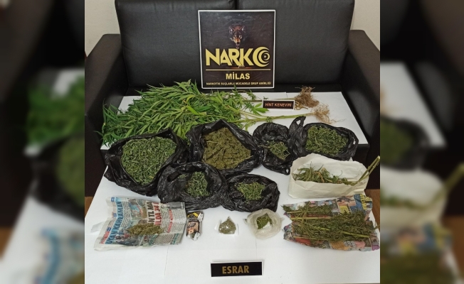 Saksıda kenevir yetiştirmiş