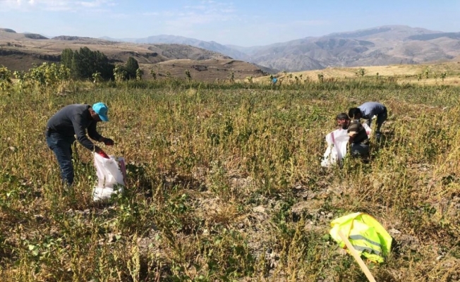 Şenkaya Belediyesi üniversite öğrencileri için patates ekti