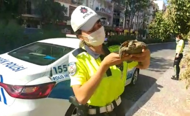 Trafik ekipleri bu defa kaplumbağanın imdadına koştu