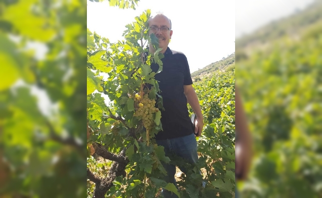 Üzümde 25 bin ton rekolte bekleniyor