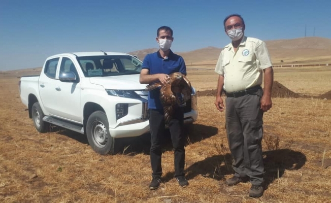 Yaralı bulunan şahin tedavi altına alındı
