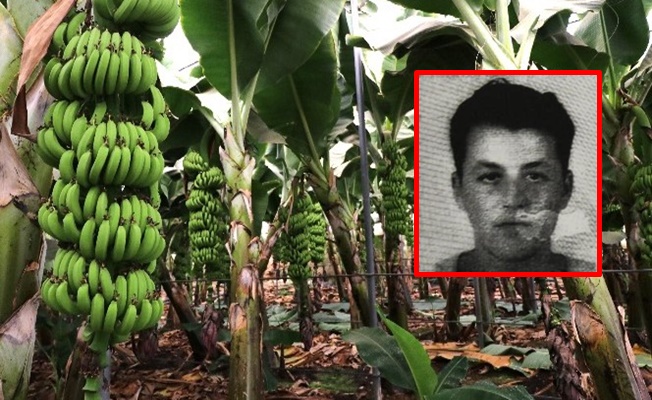 Alanya’da muz serasında çalışan işçinin feci ölümü!