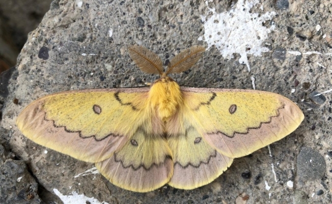 Beytüşşebap’ta boynuzlu kelebek görüldü