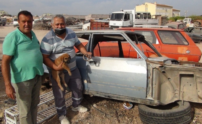 Kafası sıkışan yavru köpeği sanayi esnafı kurtardı