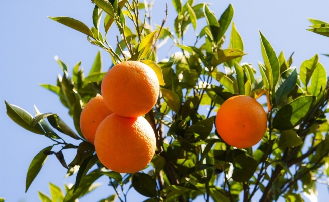 Köyceğiz Belediyesi 120 ton narenciyeyi ihale ile satışa sundu