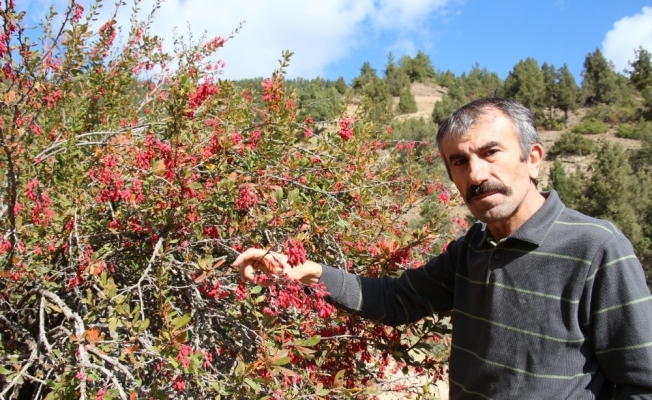 Ormanağzı ve Dutlu köyleri endemik bitki zengini