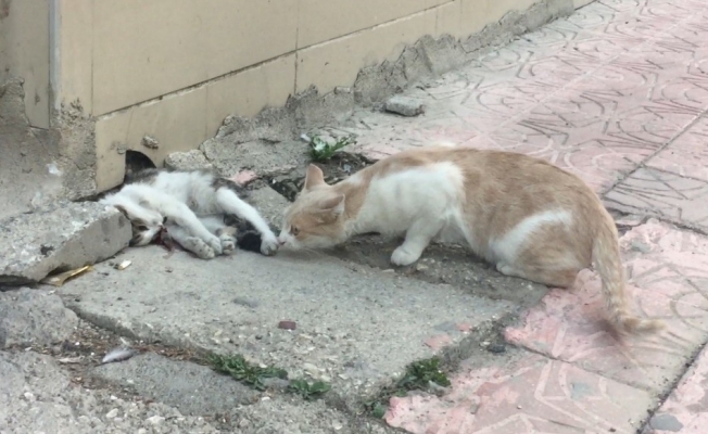 (Özel) Anne kedi ölen yavrusunun başından dakikalarca ayrılmadı