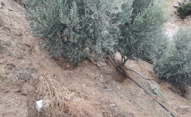 Yaşlı adam zeytin tarlasında ölü bulundu