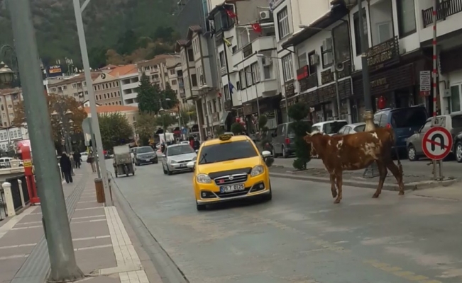 Amasya’da sahibinden kaçan boğa trafiği birbirine kattı