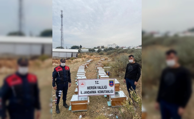 Arı kovanı hırsızları yakalandı
