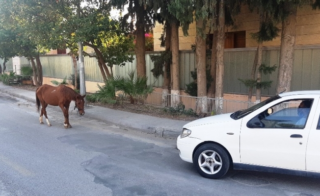 Bodrum’da başıboş at trafiği birbirine kattı