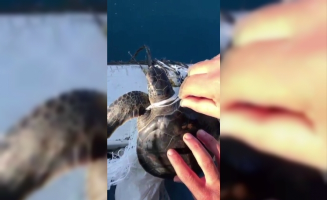 Denizdeki çöplere dolanan yeşil yavru deniz kablumbağasını balıkçılar kurtardı