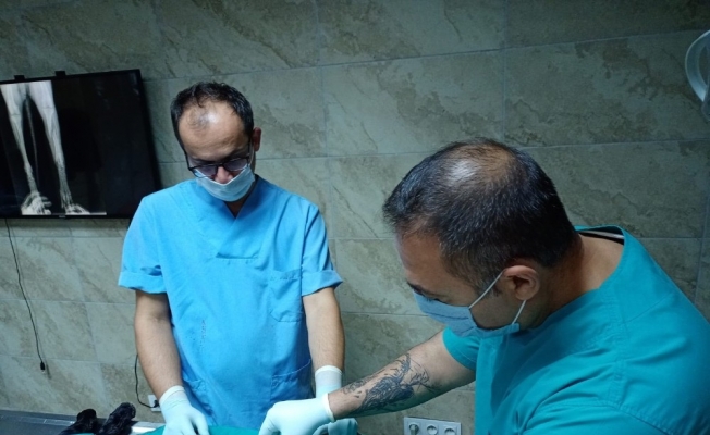 İzmit Belediyesi veterinerleri İBB ile ortak çalışıyor