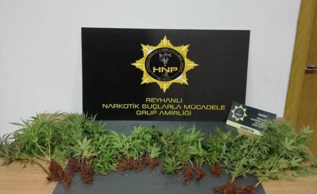Saksılara ekili 40 kök kenevir bitkisi ele geçirildi