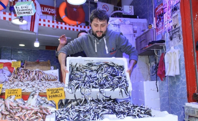 Samsun’da hamsi 10 TL’ye düştü, tezgahlar şenlendi