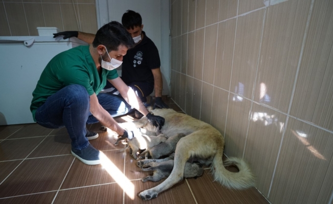 Annesi kaybeden yavru köpeklere süt anne