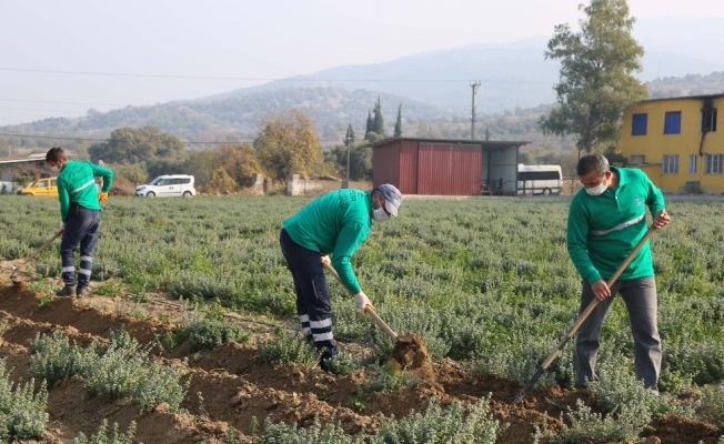 Korona virüsün düşmanı kekik kışa hazırlanıyor