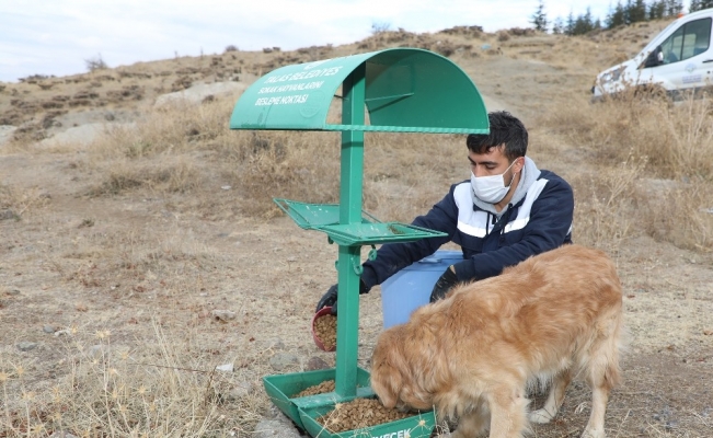 Talas’ta sokak hayvanlarına yardım eli
