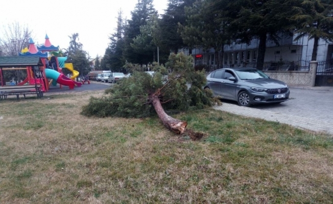 Beyşehir’de şiddetli fırtına ağaçları devirdi