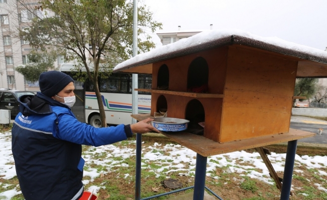 Büyükşehir, kar yağışında can dostlarını unutmadı