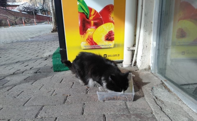 Cide’de sokak hayvanlarına mama dağıtıldı