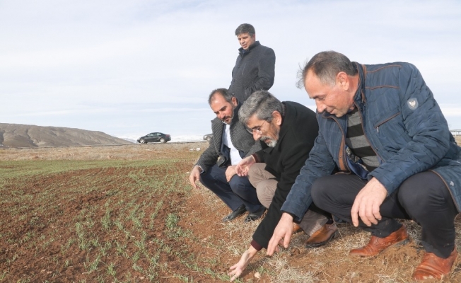 “Kar yağışı çiftçiye can suyu oldu”