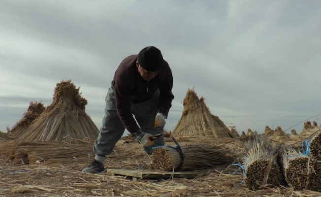 (Özel) Eksi 10 derecede toplanan kamışlar yurt dışına ihraç ediliyor