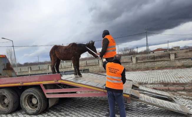 Sahipsiz Ata Akşehir Belediyesi sahip çıktı