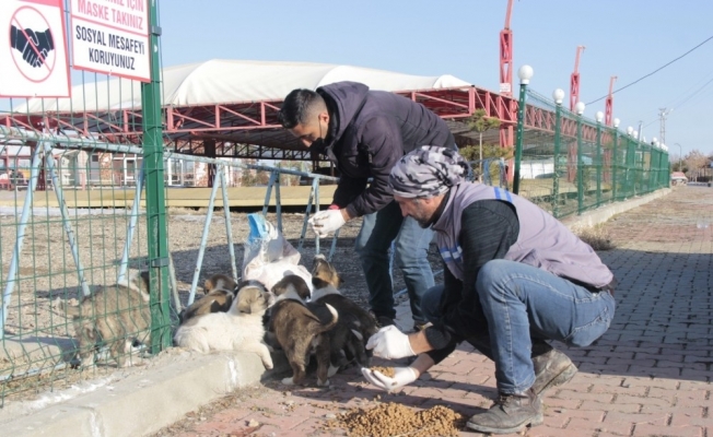Erciş’te sokak hayvanları unutulmadı
