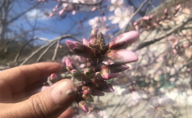 Güneşe aldanan badem ağaçları erken çiçek açtı