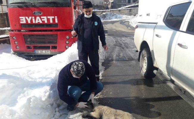 Hakkari Belediyesi can dostların yaralarını sarıyor