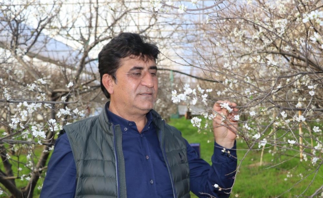 İlk hasatta eriğin kilosu çeyrek altını geçecek