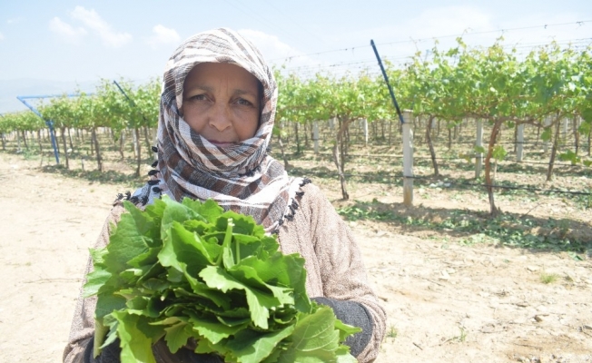 Manisa’nın asma yaprağı için ‘Coğrafi İşaret’ tescil çalışmaları başladı