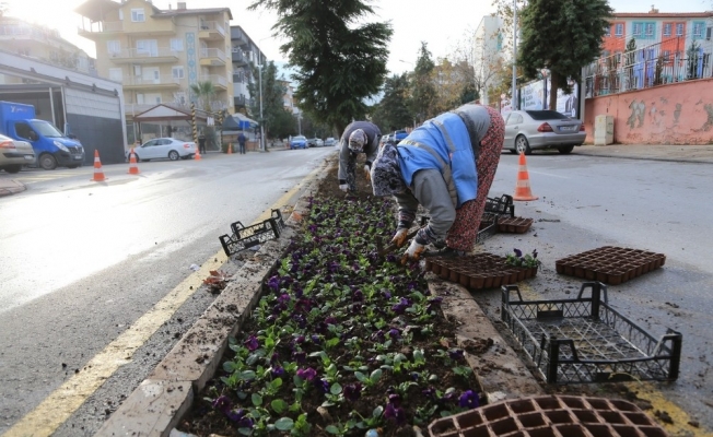 Pamukkale Belediyesi süs bitkilerini kendi yetiştiriyor