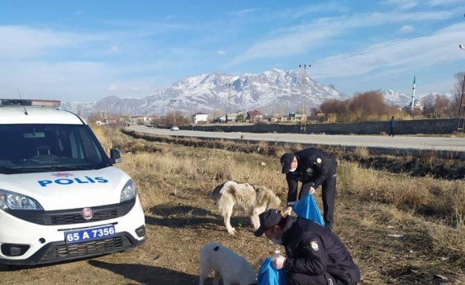 Van polisi sokak hayvanlarını kendi elleriyle besledi