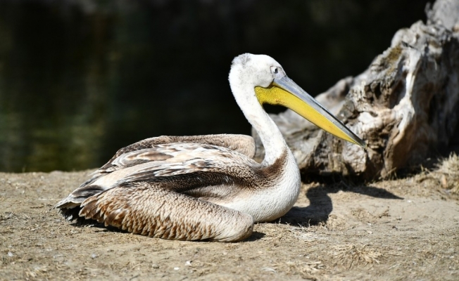 Yaralı flamingo ve iki pelikan tedavi altında