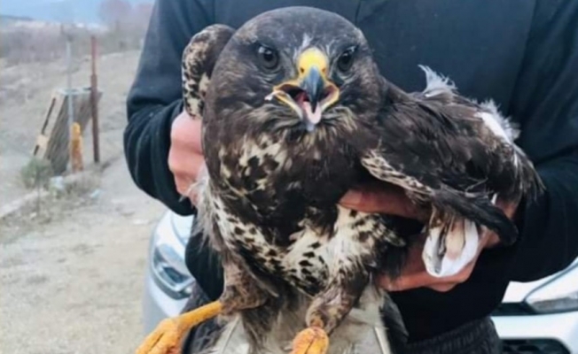 Yaralı halde bulunan şahin tedavi altına alındı