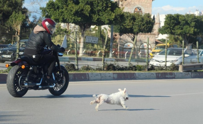 Antalya’da sahibini kaybeden köpek trafiği birbirine kattı