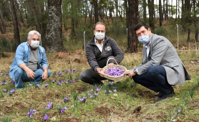 Barış Saylak; “Muğla endemik bitki zengini”