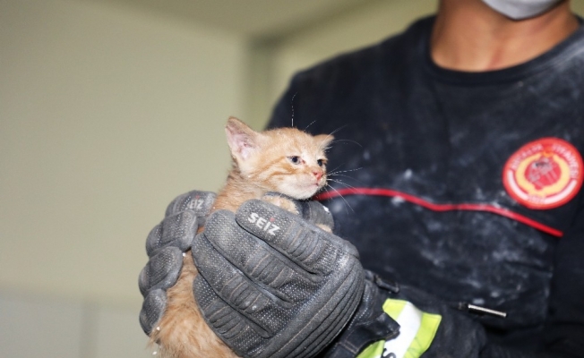 Büyükşehir binasında yavru kedi kurtarma operasyonu