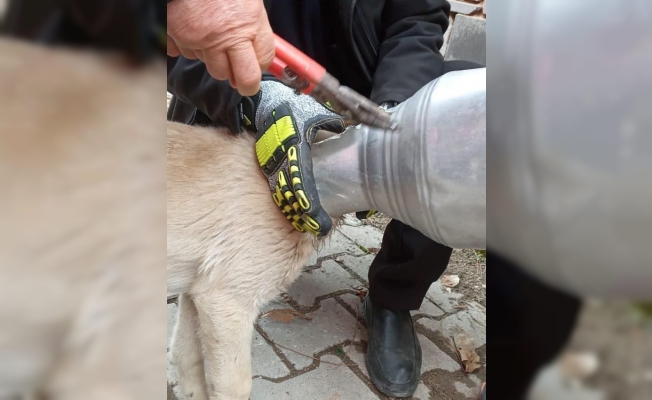 Kafası güğüme sıkışan köpeği itfaiye ekipleri kurtardı