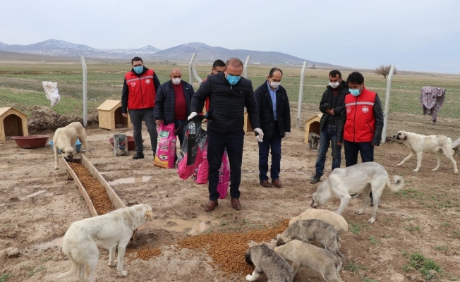 Köpekleriyle köyünden kovulan engelli gence Vali Aydoğdu sahip çıktı